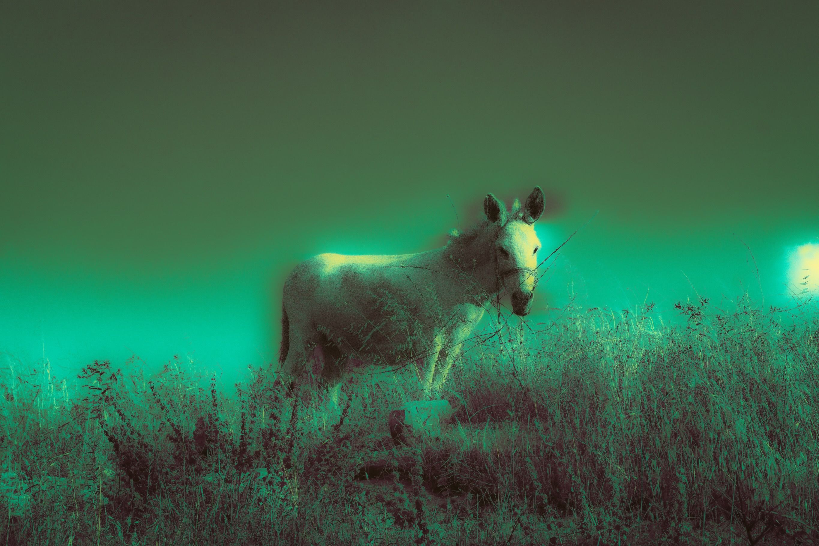 A white donkey stands among tall grass under a green-tinted sky, looking toward the camera.